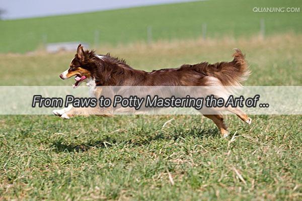 From Paws to Potty Mastering the Art of Golden Retriever Litter Training